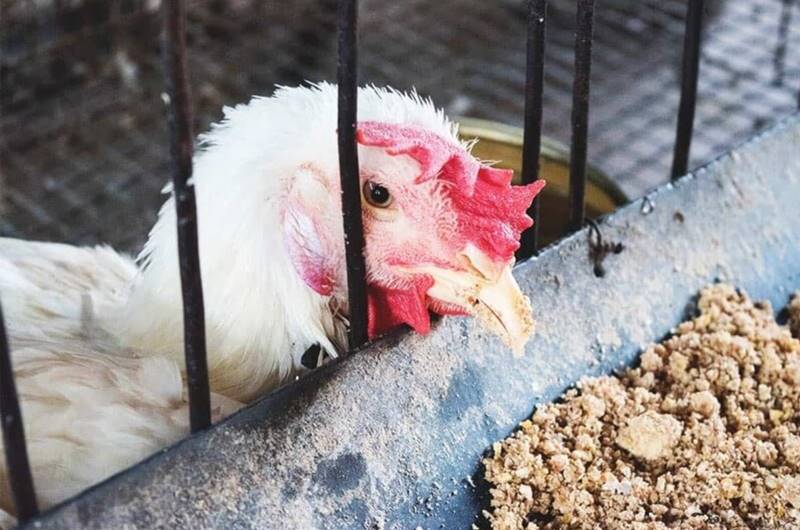 Nguồn thức ăn cho gà không đảm bảo an toàn